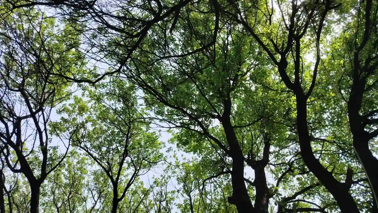 18免费视频在线观看眀星探索无门槛的娱乐新方式